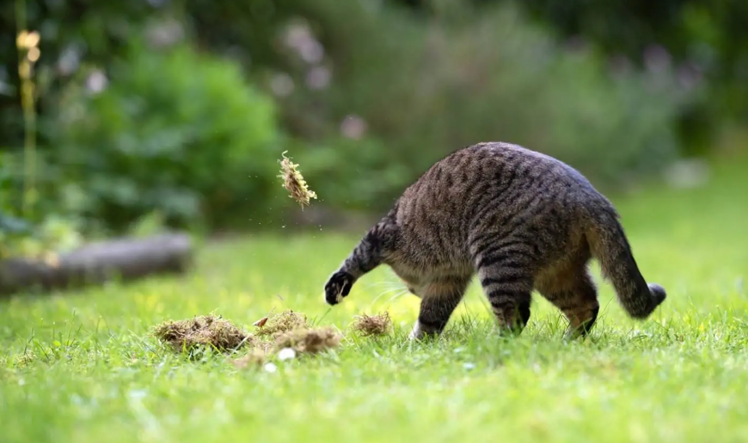 Why do cats sometimes bury their food? 6 Reasons for This Behavior