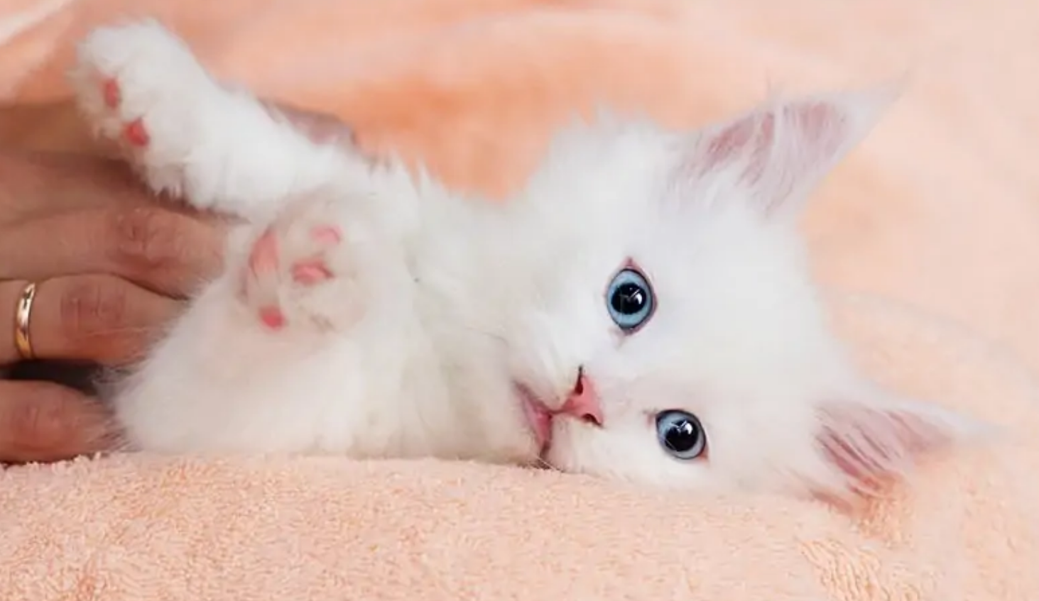 16 Easy Ways to Make Your Cat Happy You Can Try Today